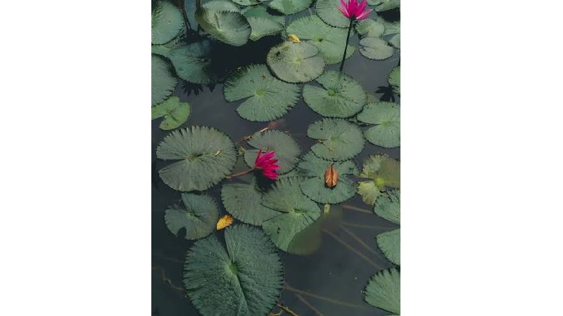 'শাপলার নিচে লুকানো বার্তা'